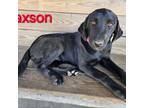 Adopt Jaxson a Black Labrador Retriever