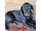 Adopt Charlie a Black Labrador Retriever