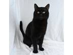 Adopt Scrappy a Domestic Short Hair