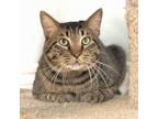 Adopt Sam a Domestic Short Hair