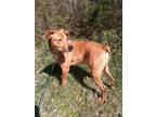 Adopt Copper a German Pinscher, Pit Bull Terrier