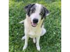 Adopt Gromet a Australian Shepherd, Mixed Breed