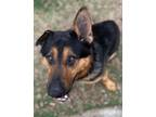 Adopt Galeo a German Shepherd Dog