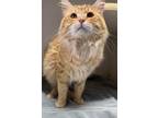 Adopt Pauly a Domestic Long Hair