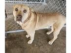 Adopt Rod Stewart a Labrador Retriever