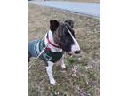 Adopt Rocco a Bull Terrier