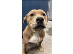 Adopt Ziggy a Pit Bull Terrier