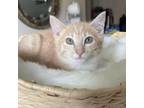 Adopt Ozai a American Shorthair