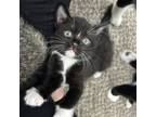 Adopt King a American Shorthair