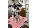 Adopt Oreo a Shih Tzu