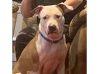 Adopt Cream a Pit Bull Terrier