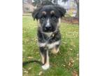 Adopt FREDERICK a Mixed Breed