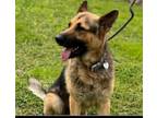 Adopt Bud (buddy) a German Shepherd Dog