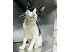 Adopt Silverio a American Shorthair