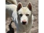 Adopt Flash a Siberian Husky