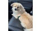 Adopt Bailey a Chow Chow, Tibetan Spaniel