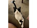 Adopt Barney a Domestic Short Hair