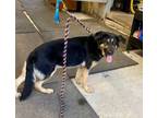 Adopt ECHO....GREAT COMPANION!!!!! a German Shepherd Dog