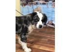 Adopt Dez a Australian Shepherd