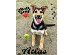 Adopt ATLAS a German Shepherd Dog, Siberian Husky