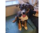 Adopt STORMEE a Bernese Mountain Dog