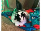 Adopt Sausage a Bunny Rabbit