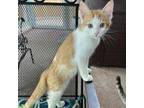 Adopt Clank a Domestic Short Hair