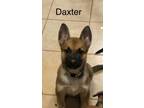 Adopt Daxter a Belgian Shepherd / Malinois