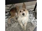 Adopt Shiloh a Cattle Dog, Yorkshire Terrier