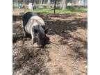 Adopt Gus a Pig