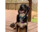 Adopt Ozzy a Australian Shepherd