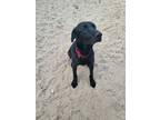 Adopt Ralphie a Black Labrador Retriever