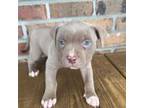 American Pit Bull Terrier Puppy for sale in Myrtle Beach, SC, USA