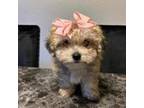 Maltipoo Puppy for sale in Carrollton, TX, USA