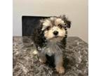 Maltipoo Puppy for sale in Carrollton, TX, USA