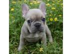 French Bulldog Puppy for sale in Green Forest, AR, USA