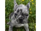 French Bulldog Puppy for sale in Green Forest, AR, USA