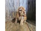Cocker Spaniel Puppy for sale in Falcon, MO, USA