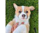 Pembroke Welsh Corgi Puppy for sale in San Jose, CA, USA