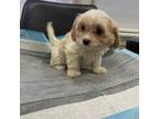 Cavachon puppy ready today