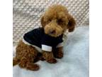 Rusty F1b Maltipoo male