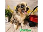 AKC Shadow