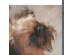 Brussels Griffon Puppy for sale in Lombard, IL, USA