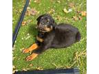 Rottweiler Puppy for sale in Brentwood, CA, USA