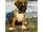 Lime green collar Akc