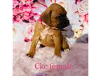 hot pink ckc fawn female