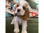 Cocker Spaniel Puppy for sale in High Point, NC, USA