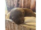 Labrador Retriever Puppy for sale in Cape Coral, FL, USA