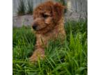 Mutt Puppy for sale in Wyoming, MI, USA