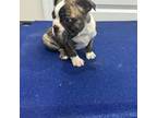 Boston Terrier Puppy for sale in Fredericksburg, VA, USA